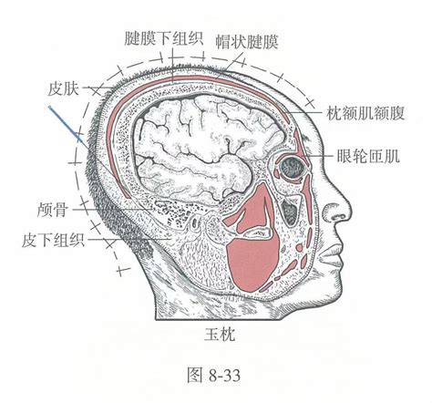 玉穴|玉枕穴的准确位置图和作用